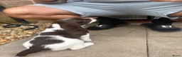 English Springer Spaniel dogs for sale: Outstanding KC Health Tested Springer Spaniel - Advert 7