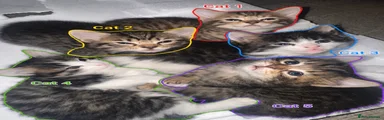 British Shorthair Tabby 