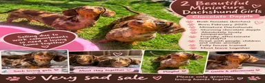 Miniature Dachshund 2