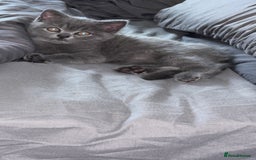 British Shorthair cats for sale: Pure breed British shorthairs  - Image 9