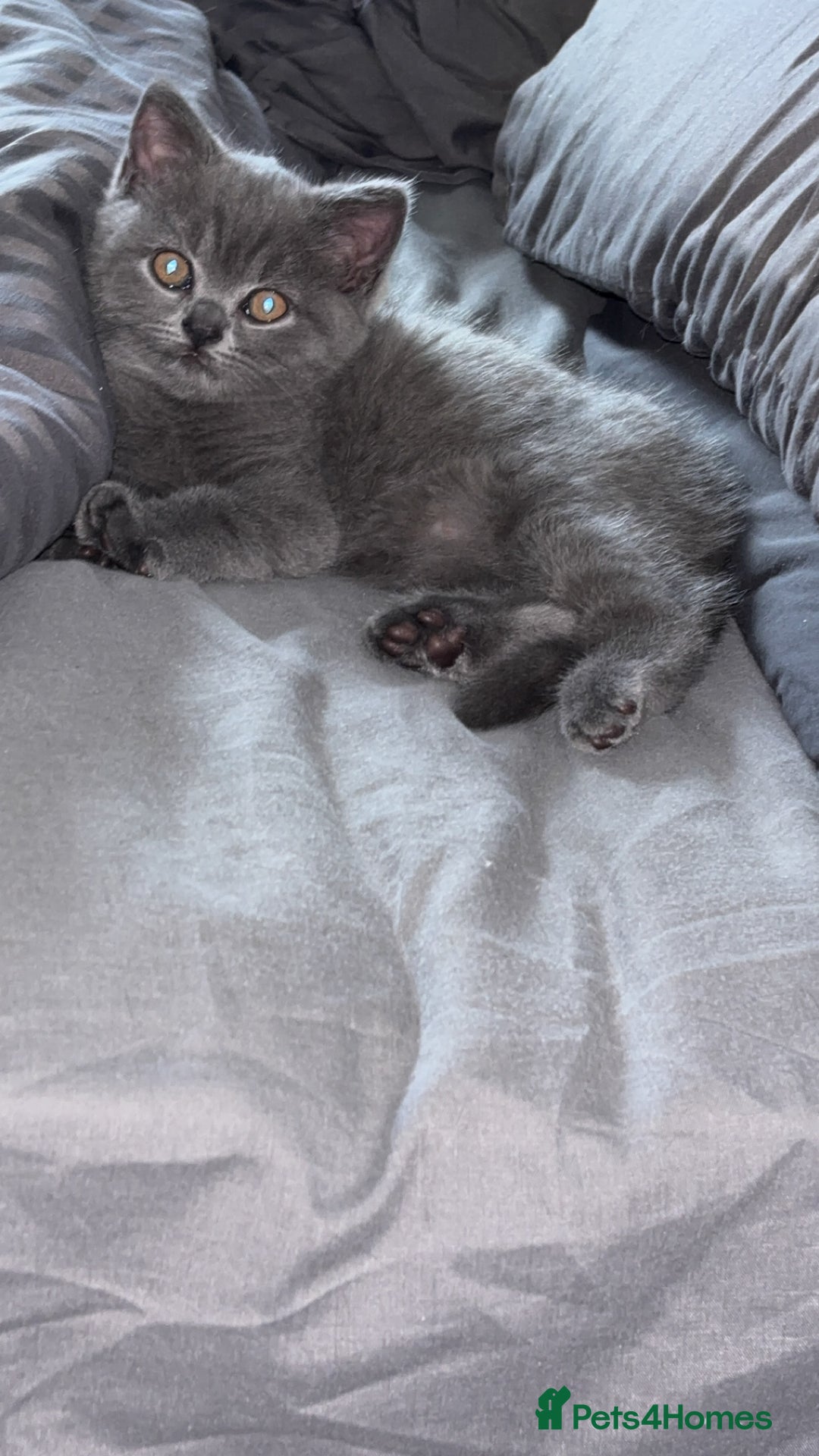 British Shorthair cats for sale: Pure breed British shorthairs  - Image 9