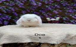 Mini Lop rabbits for sale: Pure bred Mini lops  - Image 12
