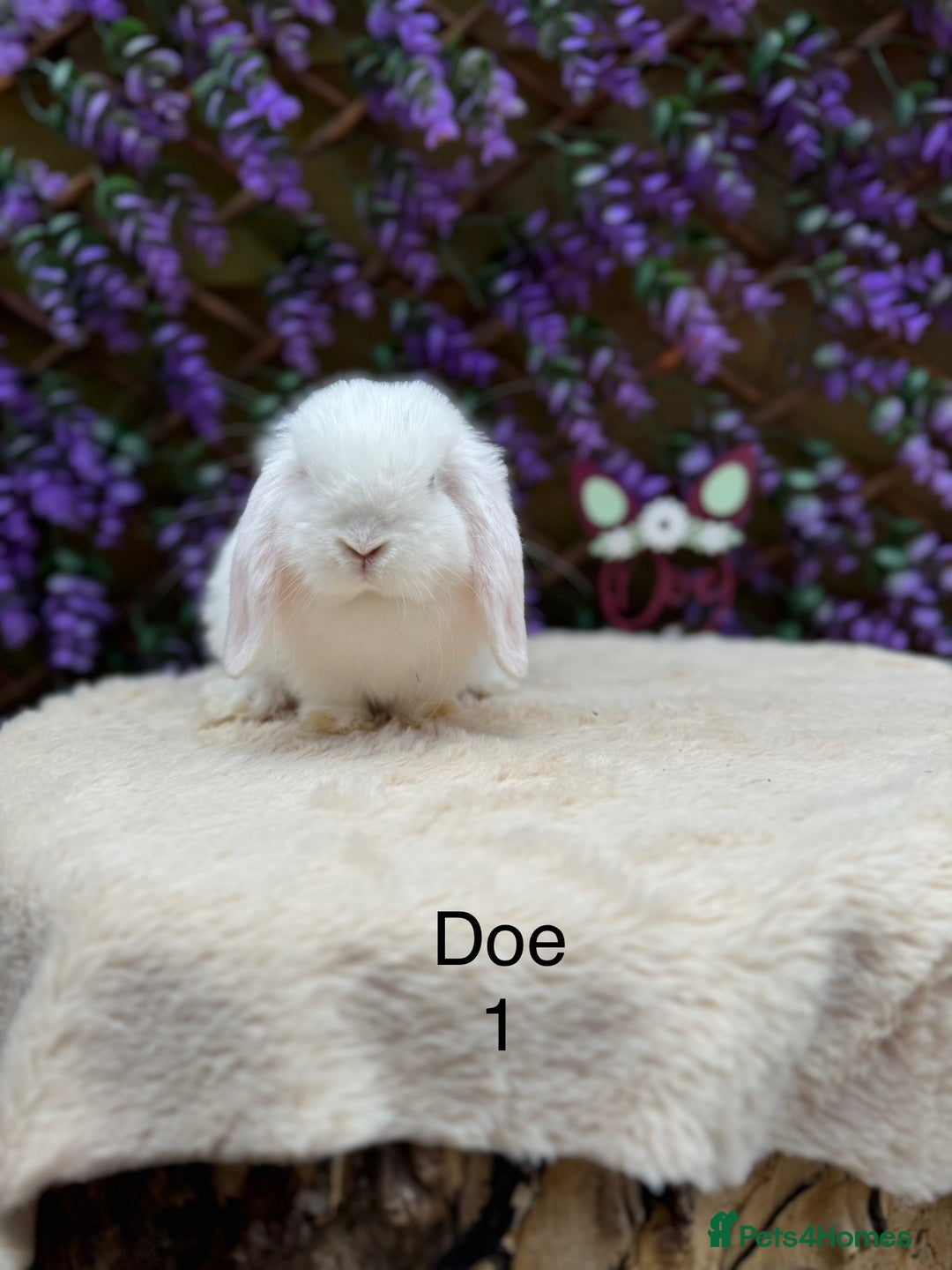 Mini Lop rabbits for sale: Pure bred Mini lops  - Image 12
