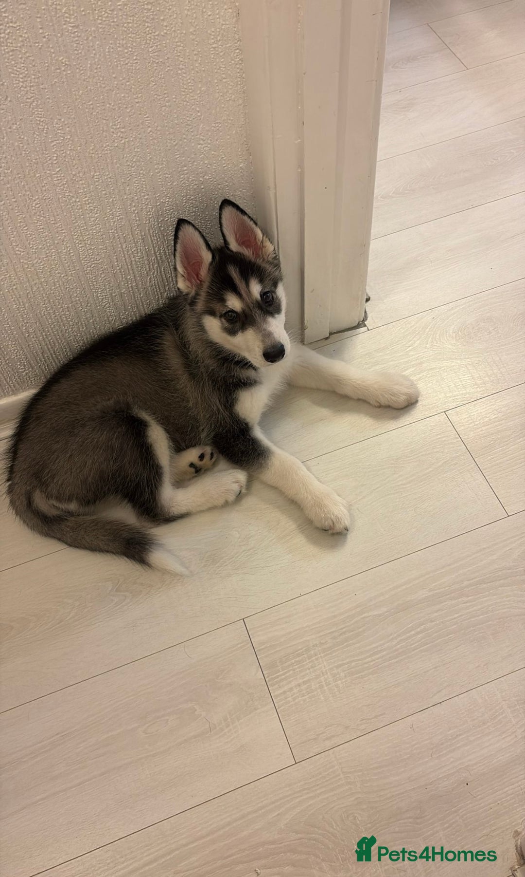 Siberian Husky dogs for sale: Siberian husky 2 month puppy - Advert 2