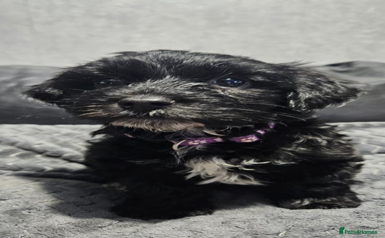 Mixed Breed dogs - Advert 2