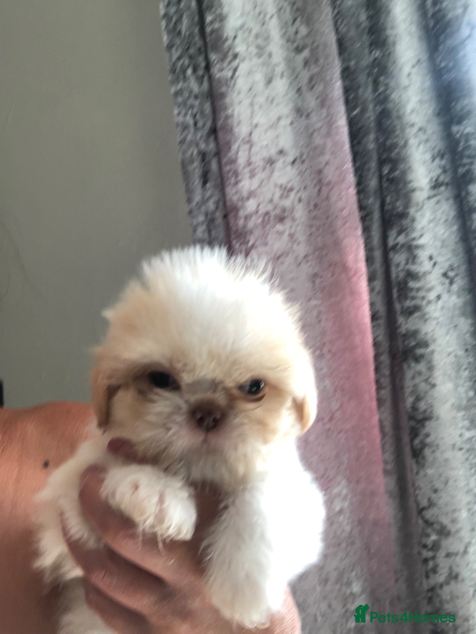 Shih Tzu dogs Beautiful  fluffy babies  - Advert 4