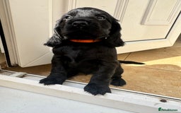 Sprocker dogs for sale: Cocker spaniel pups  - Image 9