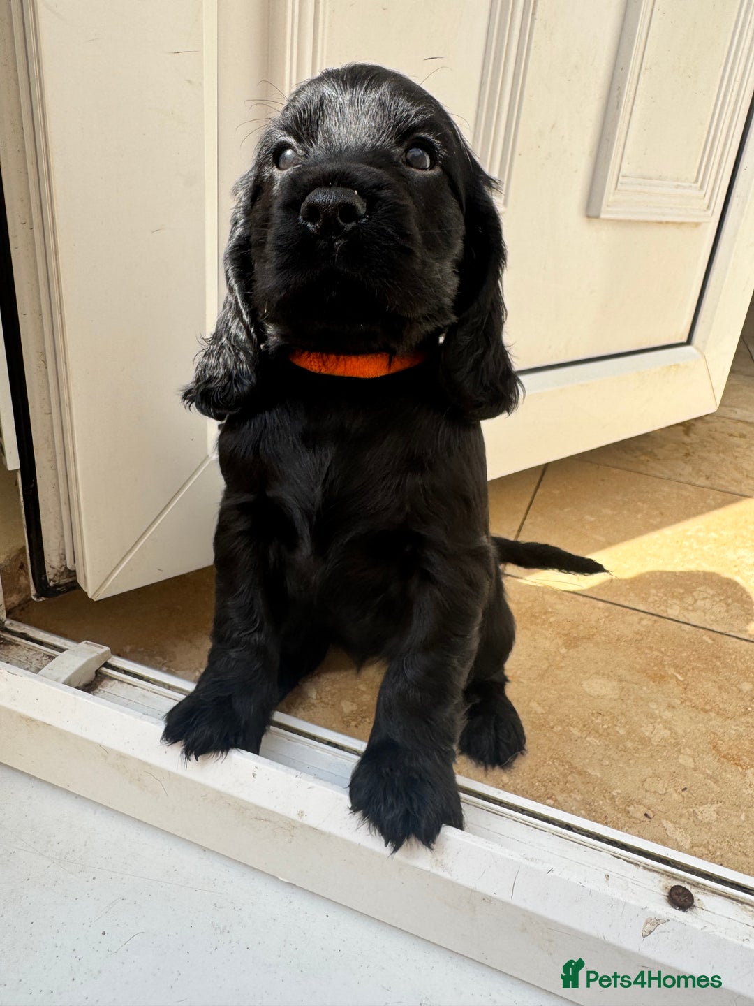 Sprocker dogs for sale: Cocker spaniel pups  - Image 9