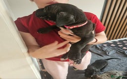 Great Dane dogs for sale: Great dane puppies  - Image 17