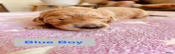 Goldendoodle dogs for sale: Outstanding F1 Standard GoldenDoodles - Advert 12