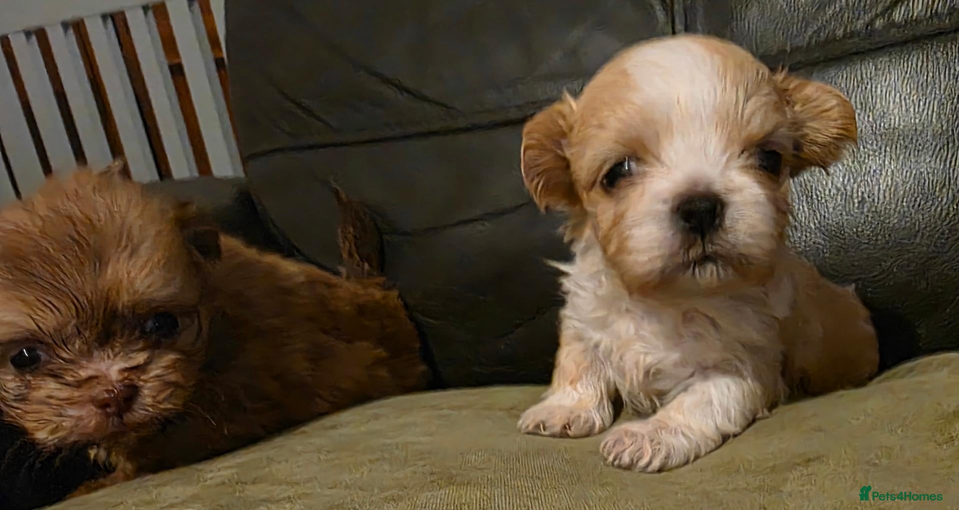 Shih Tzu dogs for sale: Stunning Imperial Shih tzu puppies KC - Advert 1