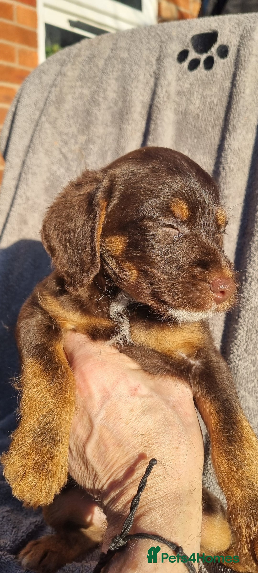 Westiepoo dogs for sale: WESTIEPOOS MAGiCAL X's SUPER SMOOTH SILKY n SOFT - Advert 24