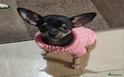 Chihuahua dogs for sale: Pheobe is looking for a 5 star forever home  - Advert 5