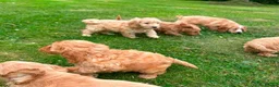 Cockapoo dogs for sale: Chunky Cockapoo Puppies - Advert 12