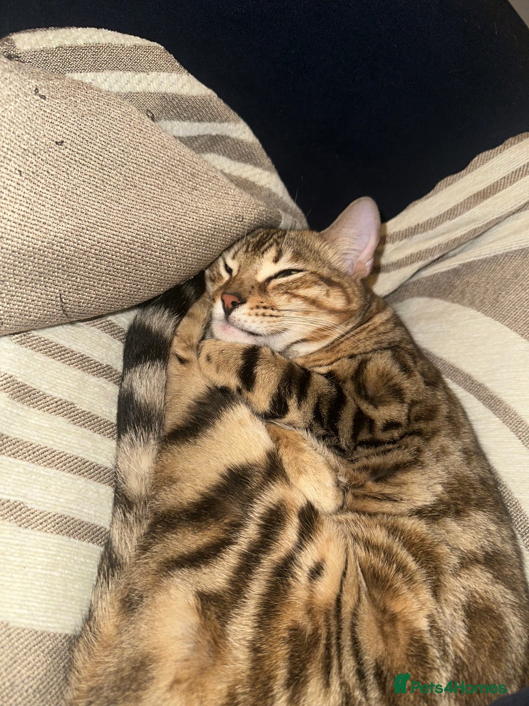 Bengal cats for sale: 2 year old bengal cats  - Image 7