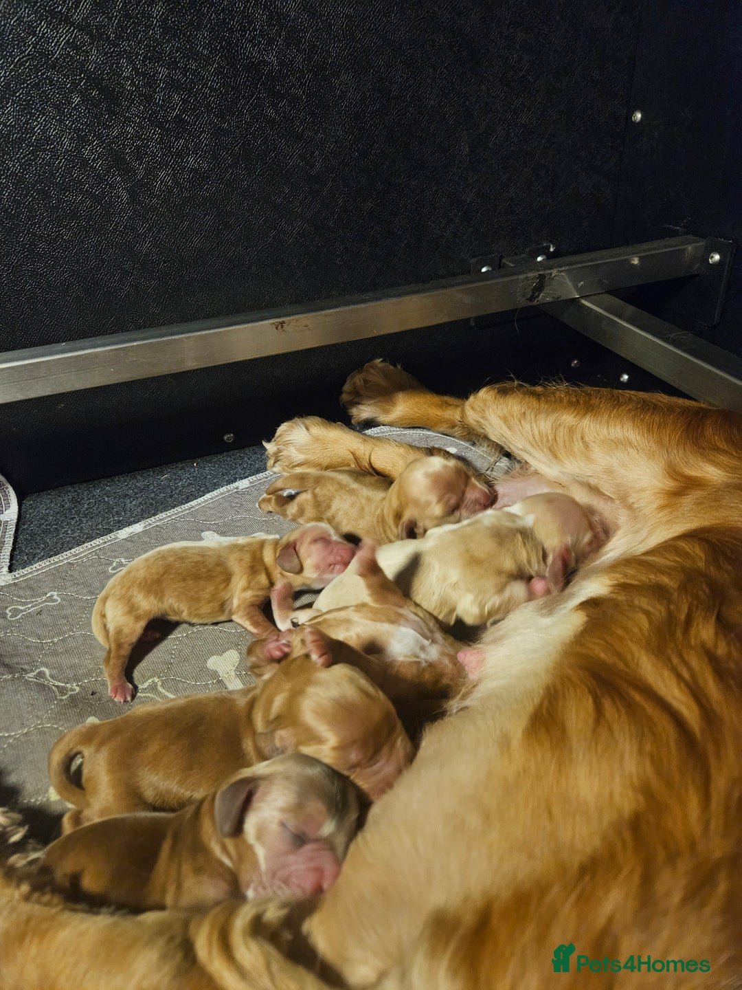 Cocker Spaniel dogs for sale: Health tested Boxing day show Cocker Spaniels   - Advert 4