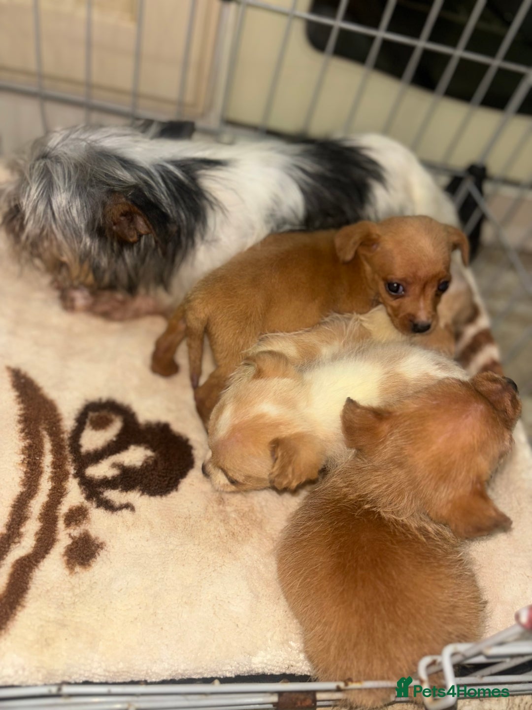 Mixed Breed dogs for sale: Jack Russell X biewer pups - Advert 6