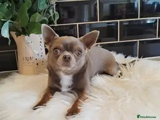 Chihuahua dogs KC reg-Health tested-PROVEN - Advert 16