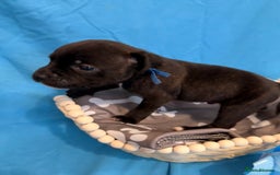 Staffordshire Bull Terrier dogs for sale: 🐾Beautiful chunky Staffies 🐾 - Image 9