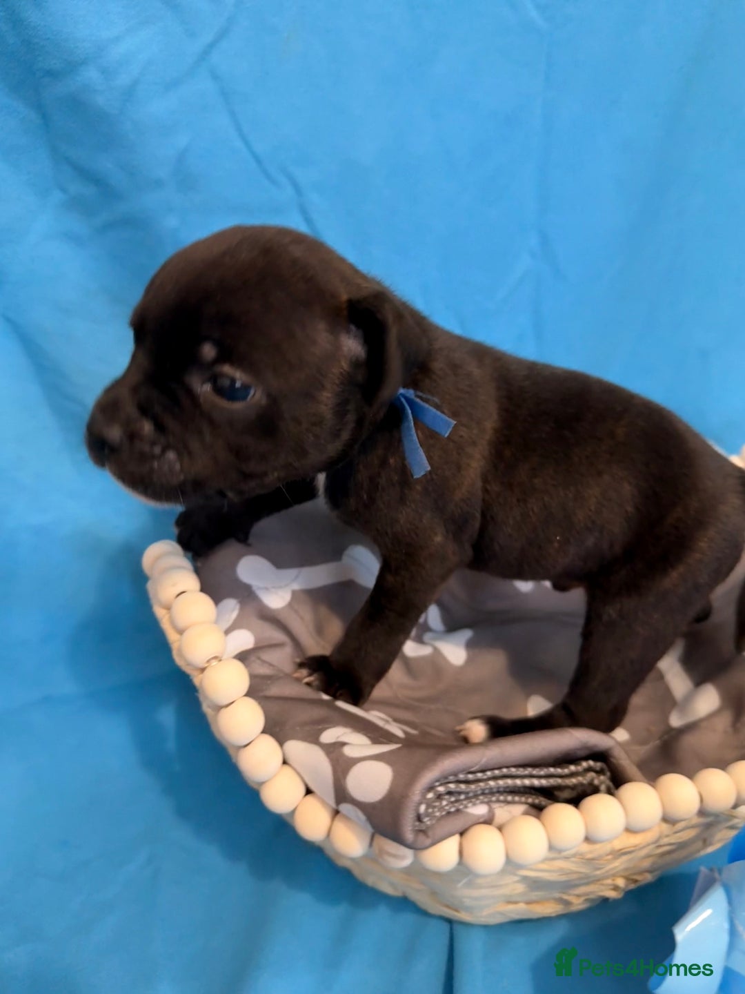 Staffordshire Bull Terrier dogs for sale: 🐾Beautiful chunky Staffies 🐾 - Image 9