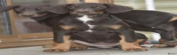 Dobermann dogs for sale: Unique hybrid dobermann pups - Advert 4