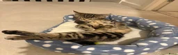 Mixed Breed cats for sale: Loving male tabby cat looking for a forever home  - Advert 6