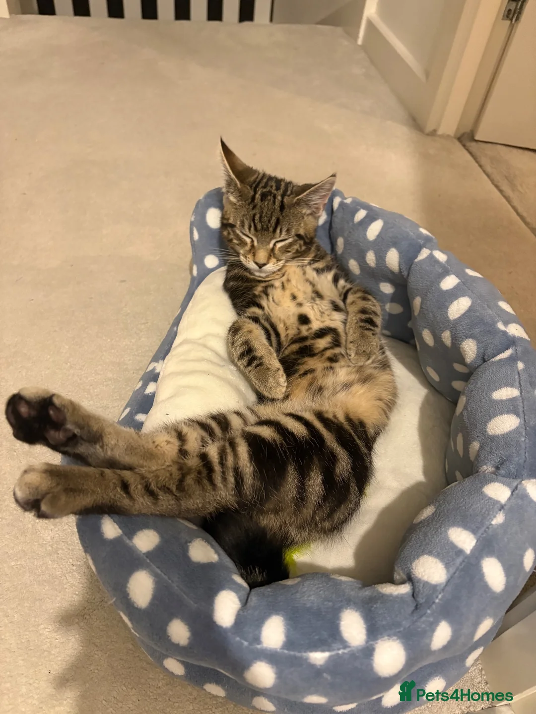 Mixed Breed cats for sale: Loving male tabby cat looking for a forever home  - Advert 6