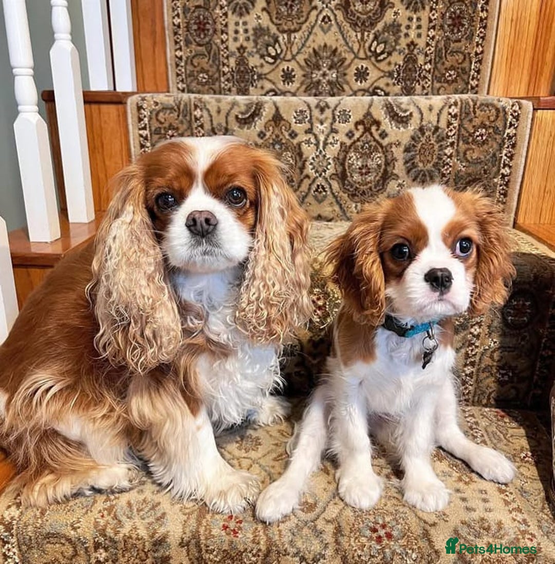 Cavalier King Charles Spaniel dogs for sale: 🐶 Adorable Cavalier King Charles Puppies 🐶 - Image 4