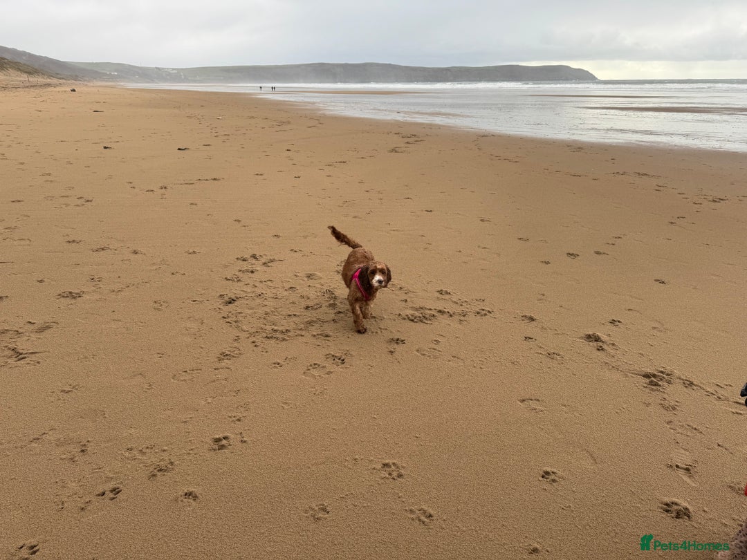 Cavapoo dogs for sale: Expecting a litter-health tested F1b Cavapoo pups - Image 19