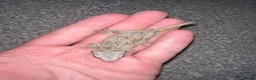 Gecko reptiles for sale: Baby gargoyle geckos  - Advert 4