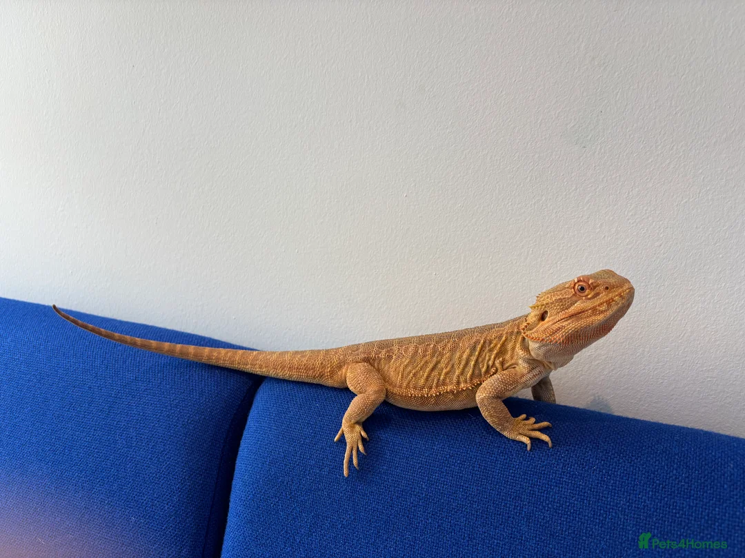 Bearded Dragon reptiles for sale: Leatherback Bearded dragon  - Advert 1