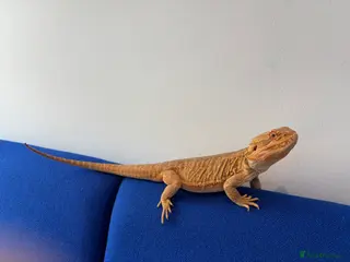 Bearded Dragon reptiles Leatherback Bearded dragon - Advert 2