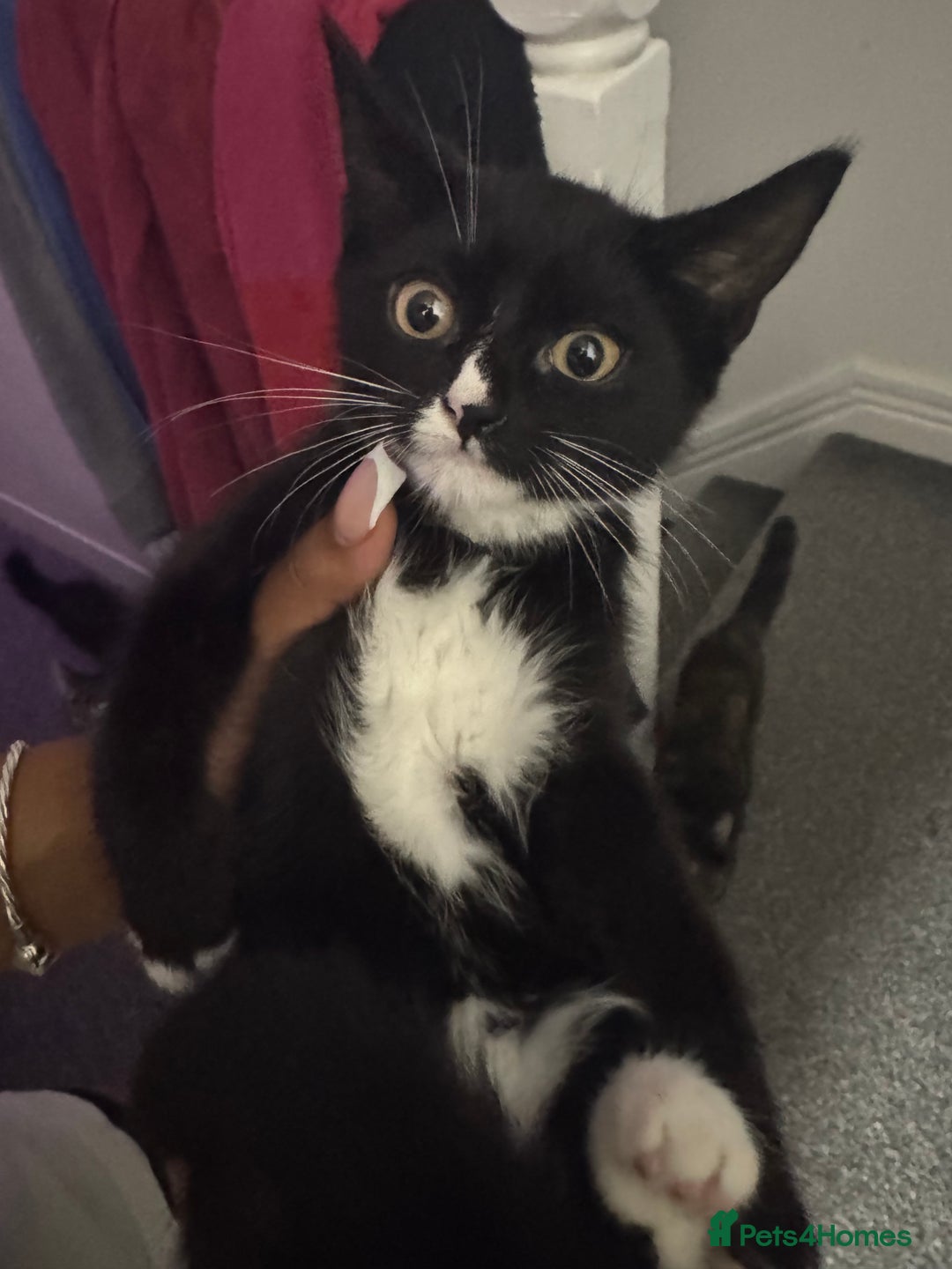 Mixed Breed cats for sale: Beautiful kittens for sale - Image 11