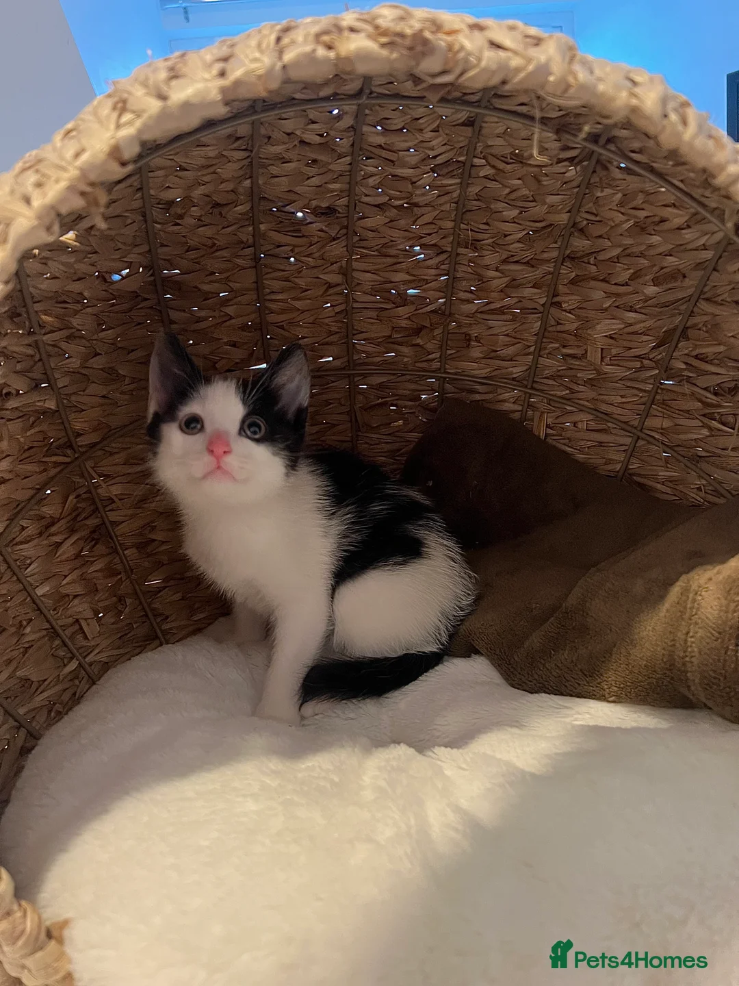 Mixed Breed cats for sale: Looking for a Loving Home for Ottie in Inverurie - Advert 2