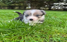 Border Collie dogs for sale: Pure Bred Border Collie Puppies For Sale - Image 1
