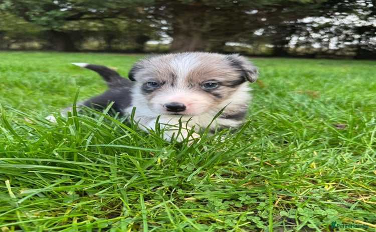 Border Collie dogs - Advert 6