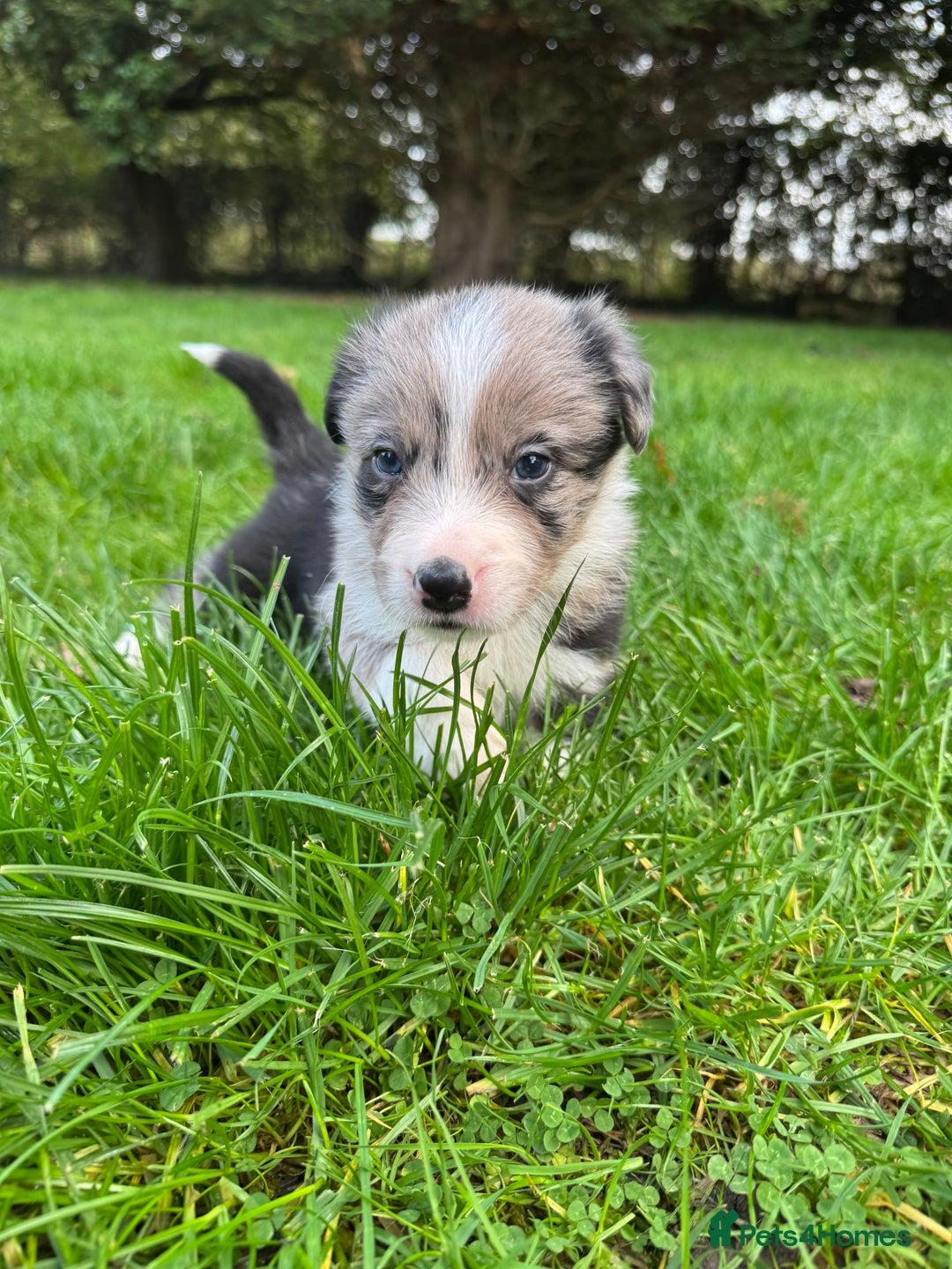 Border Collie dogs for sale: Pure Bred Border Collie Puppies For Sale - Image 1