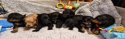 Cavapoo dogs for sale: Gorgeous F1b Cavapoo puppys Health tested parents  - Advert 3