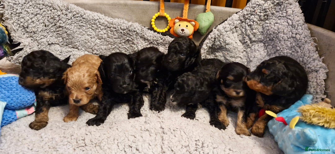 Cavapoo dogs for sale: Gorgeous F1b Cavapoo puppys Health tested parents  - Advert 3
