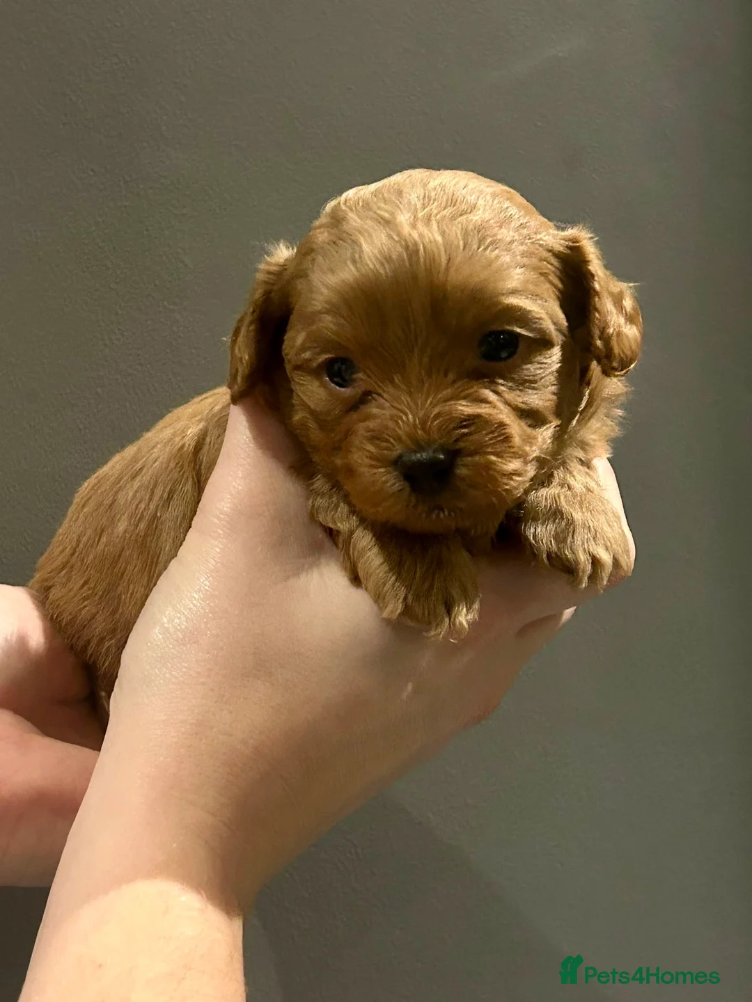 Shihpoo dogs for sale: Beauty’s pups - Advert 5