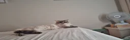 Ragdoll cats for stud: Ragdoll Stud  - Advert 5
