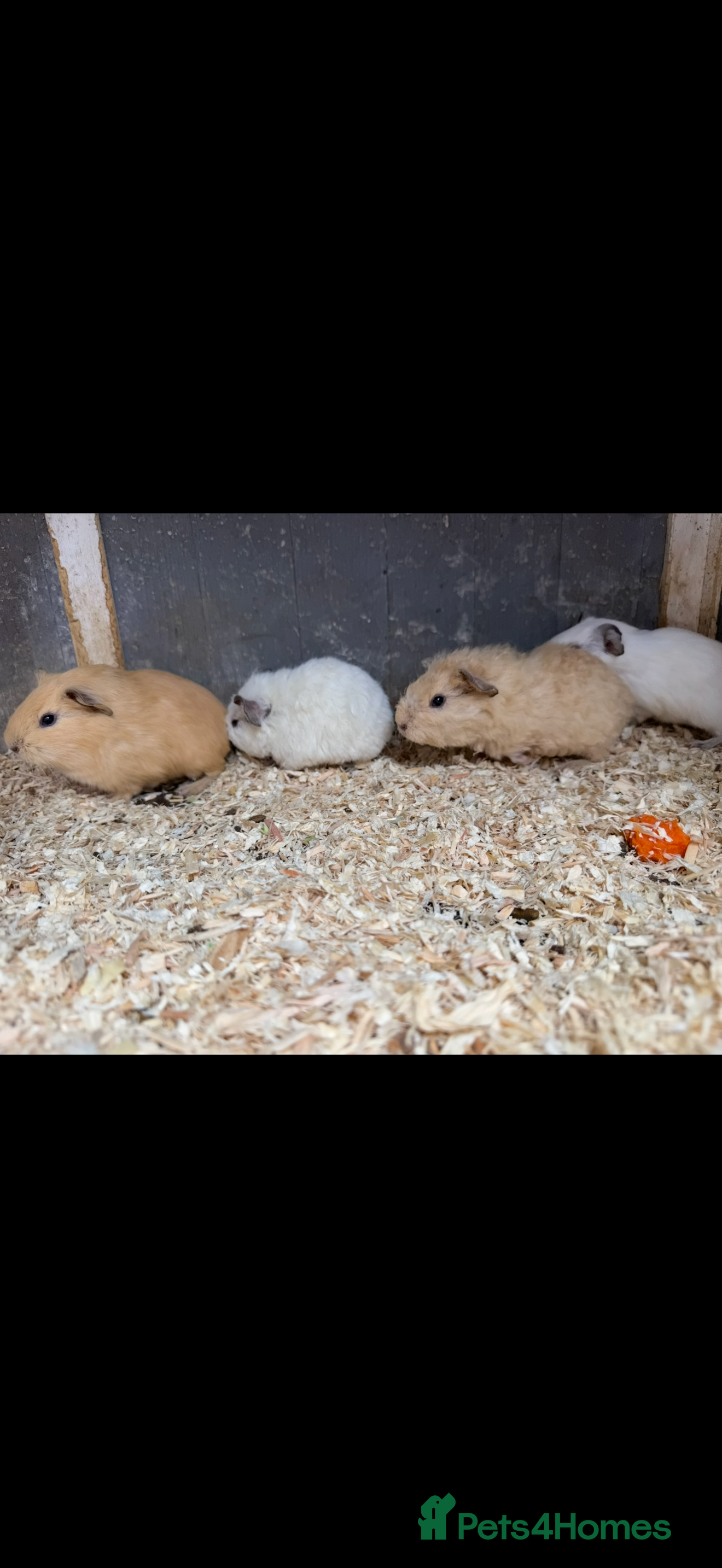 Guinea Pig rodents Baby guinea pigs  - Advert 13