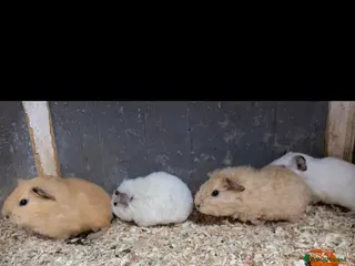 Guinea Pig rodents Baby guinea pigs - Advert 13