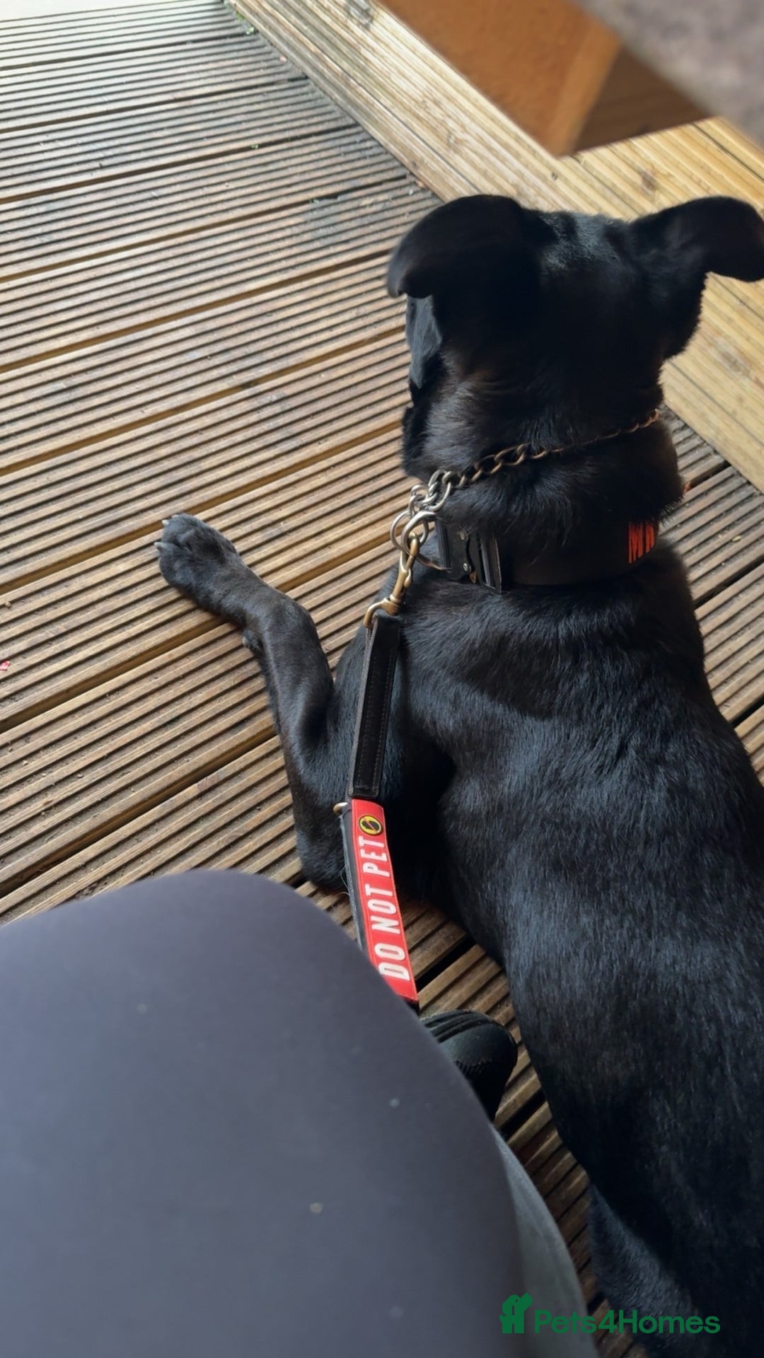 Mixed Breed dogs for sale: Madjeska shepherd for sale  - Advert 9