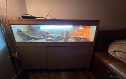 Bearded Dragon reptiles for sale: Bearded Dragon - Advert 8