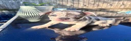 Mixed Breed dogs for sale: French bulldog x pocket bully in Crowborough - Advert 6