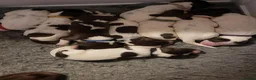 English Springer Spaniel dogs for sale: 9 Beautiful English Springer Spaniels for sale  in Preston - Advert 8