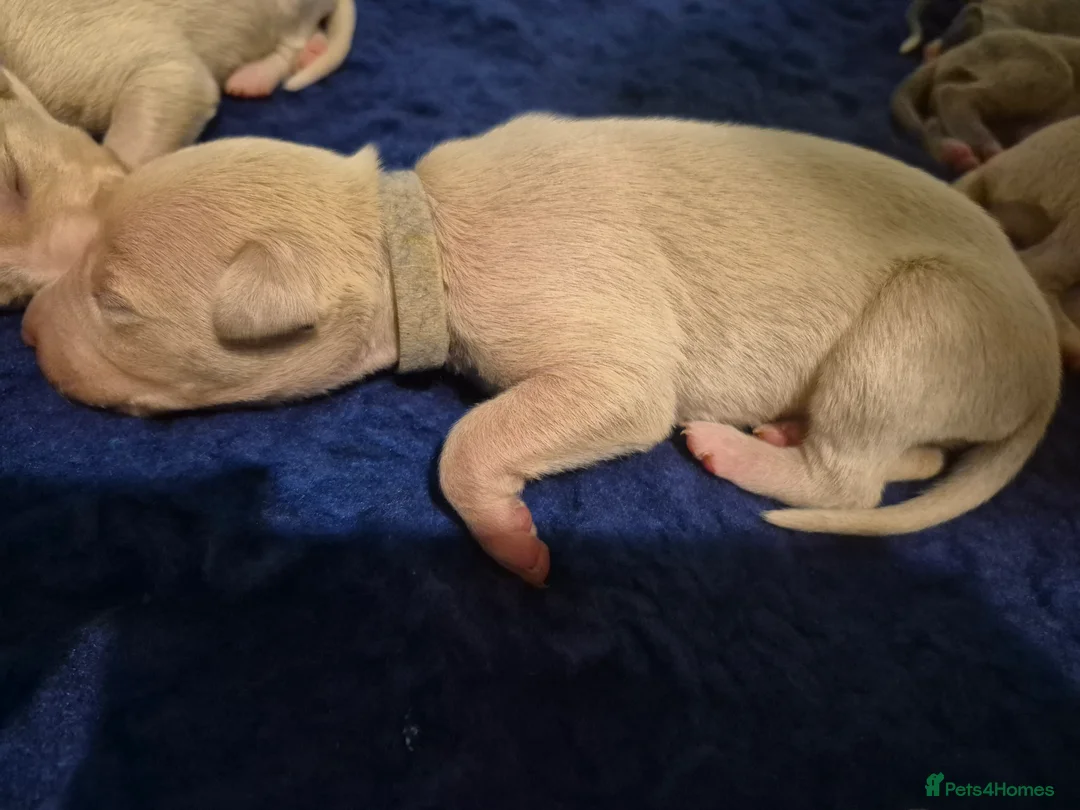 Whippet dogs for sale: KC Whippet Puppies: Champion Bloodlines - Advert 10