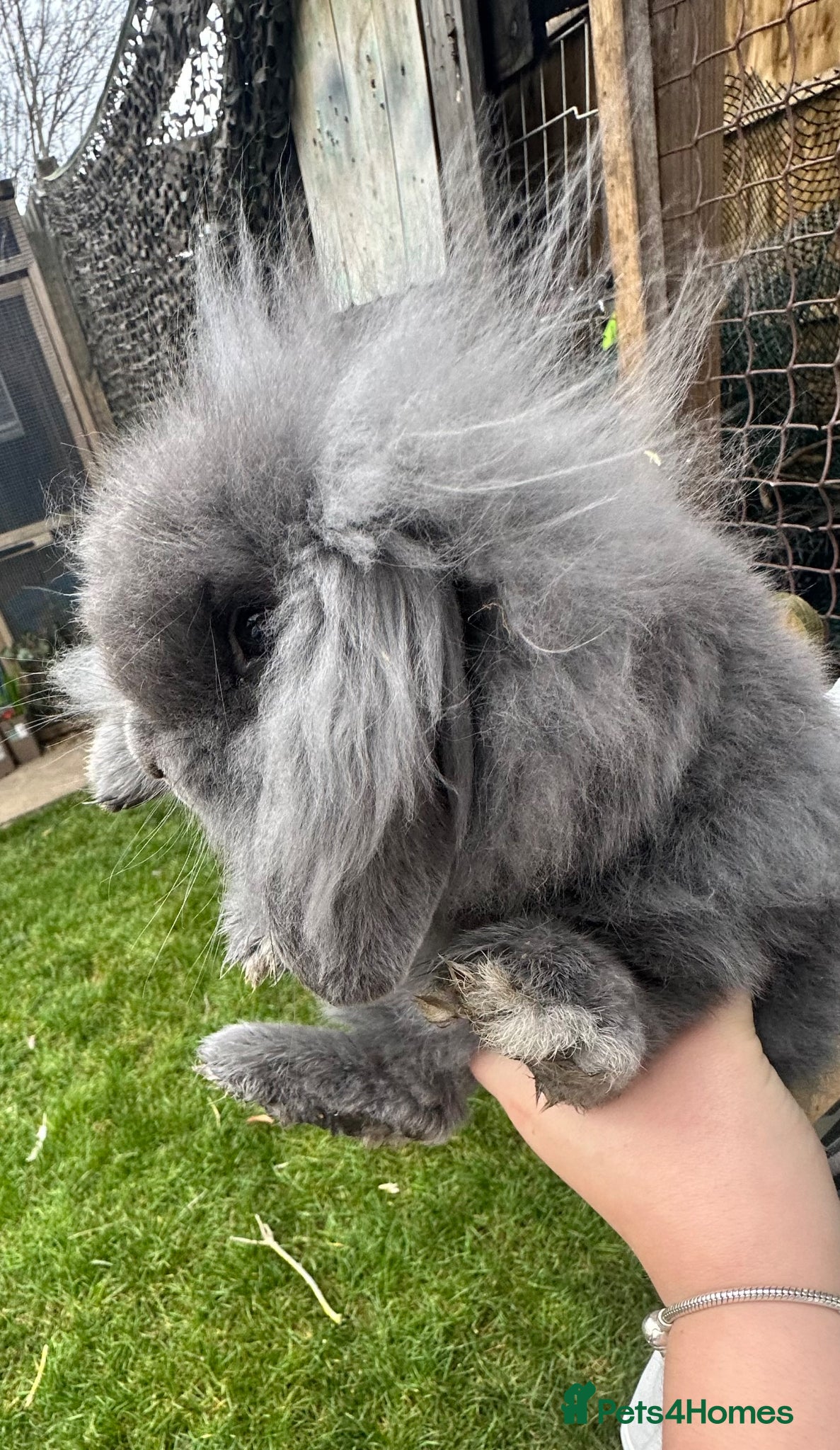 Mixed Breed rabbits Rabbits for sale - Advert 2