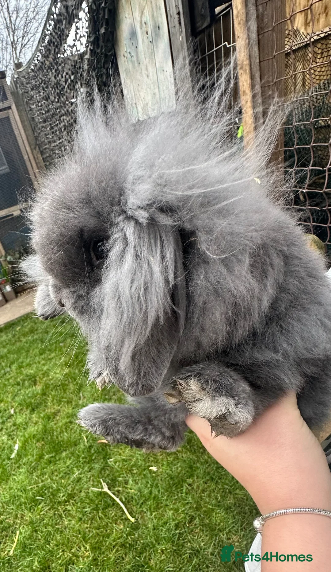 Mixed Breed rabbits for sale: Rabbits for sale - Advert 2